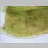 Leaf Base 40er 01.jpg